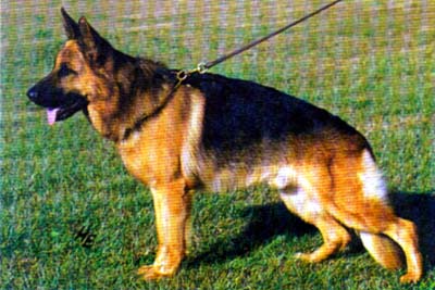 Large picture of V32 UNIVERSAL SIEGER Lasso vom Kämpchen