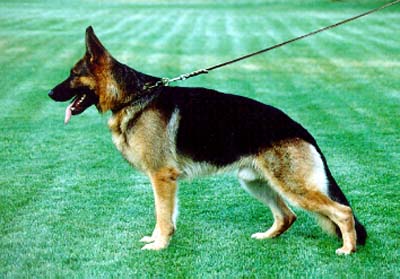 Large picture of V Nastor vom Wolfsburger Schloß